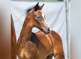 Westfalisk häst, Hingst, Föl (05/2023), Kan vara vit