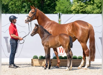 Westfalisk häst, Hingst, Föl (05/2023), Kan vara vit