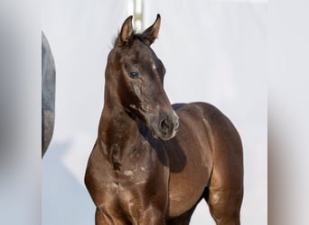 Westfalisk häst, Hingst, Föl (06/2023), Kan vara vit