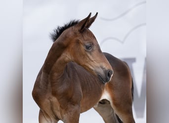 Westfalisk häst, Hingst, Föl (07/2023), Kan vara vit