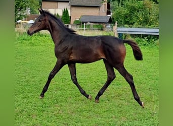 Westfalisk häst, Hingst, Föl (05/2023), Mörkbrun