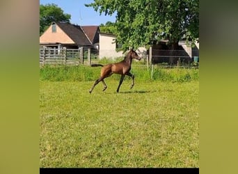 Westfalisk häst, Hingst, Föl (05/2023), Mörkbrun