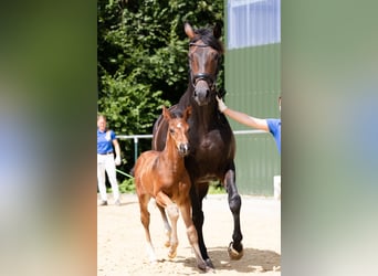 Westfalisk häst, Hingst, Föl (06/2023), Mörkbrun