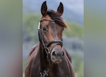 Westfalisk häst, Hingst, Föl (06/2023), Mörkbrun