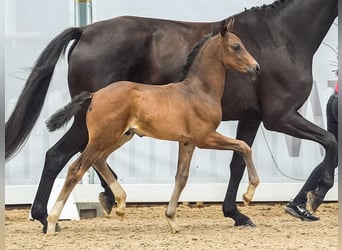 Westfalisk häst, Hingst, Föl (05/2024), Mörkbrun