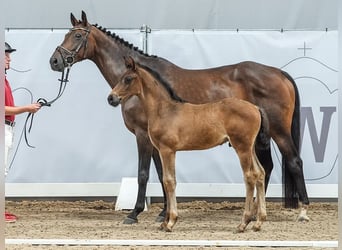 Westfalisk häst, Hingst, Föl (05/2024), Mörkbrun