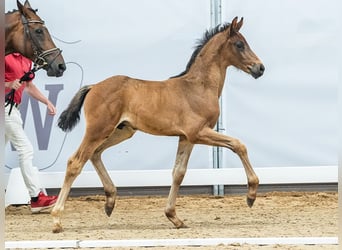 Westfalisk häst, Hingst, Föl (05/2024), Mörkbrun