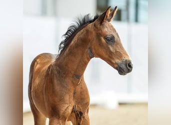 Westfalisk häst, Hingst, Föl (05/2024), Mörkbrun