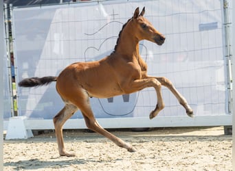 Westfalisk häst, Hingst, Föl (06/2024), Mörkbrun