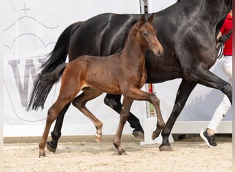 Westfalisk häst, Hingst, Föl (07/2024), Mörkbrun