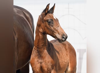 Westfalisk häst, Hingst, Föl (06/2024), Mörkbrun