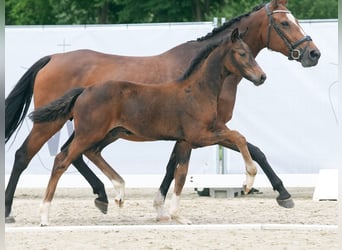 Westfalisk häst, Hingst, Föl (04/2024), Mörkbrun