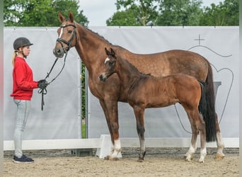 Westfalisk häst, Hingst, Föl (04/2024), Mörkbrun