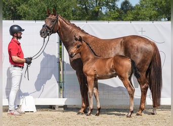 Westfalisk häst, Hingst, Föl (06/2024), Mörkbrun