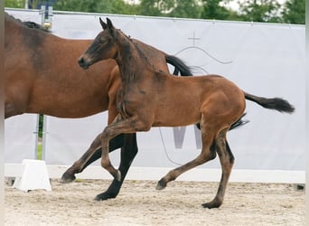 Westfalisk häst, Hingst, Föl (03/2024), Mörkbrun
