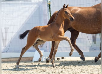 Westfalisk häst, Hingst, Föl (06/2024), Mörkbrun