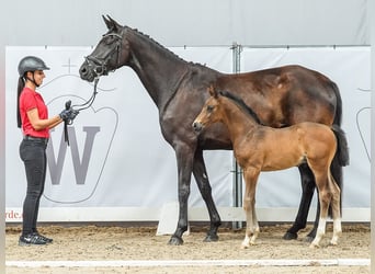 Westfalisk häst, Hingst, Föl (05/2024), Mörkbrun