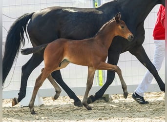 Westfalisk häst, Hingst, Föl (05/2024), Mörkbrun