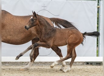 Westfalisk häst, Hingst, Föl (04/2024), Mörkbrun