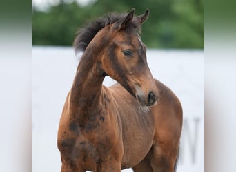 Westfalisk häst, Hingst, Föl (04/2024), Mörkbrun