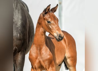 Westfalisk häst, Hingst, Föl (05/2024), Mörkbrun