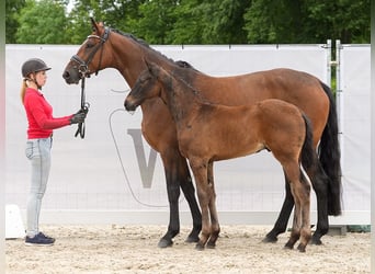 Westfalisk häst, Hingst, Föl (03/2024), Mörkbrun