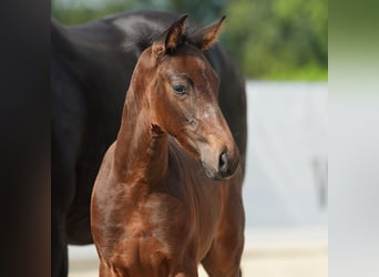 Westfalisk häst, Hingst, Föl (07/2024), Mörkbrun