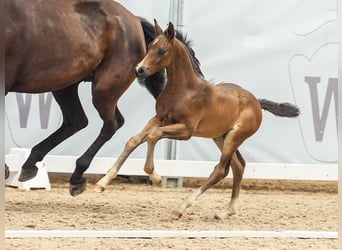 Westfalisk häst, Hingst, Föl (05/2024), Mörkbrun