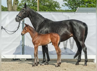 Westfalisk häst, Hingst, Föl (05/2024), Mörkbrun