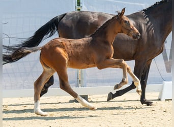 Westfalisk häst, Hingst, Föl (06/2024), Mörkbrun