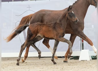 Westfalisk häst, Hingst, Föl (01/2024), Mörkbrun