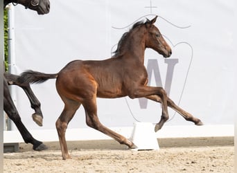 Westfalisk häst, Hingst, Föl (07/2024), Mörkbrun