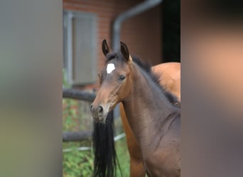 Westfalisk häst, Hingst, Föl (04/2024), Mörkbrun