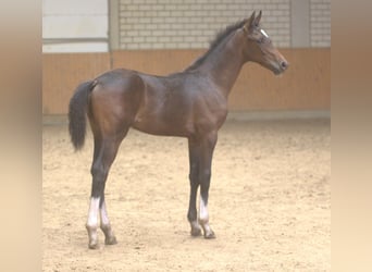 Westfalisk häst, Hingst, Föl (04/2024), Mörkbrun