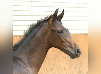 Westfalisk häst, Hingst, Föl (04/2024), Mörkbrun