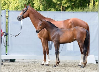 Westfalisk häst, Hingst, Föl (04/2023), Mörkbrun