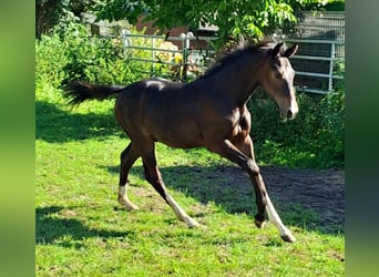 Westfalisk häst, Hingst, Föl (04/2023), Mörkbrun