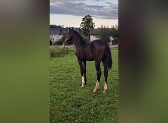 Westfalisk häst, Hingst, Föl (04/2023), Mörkbrun