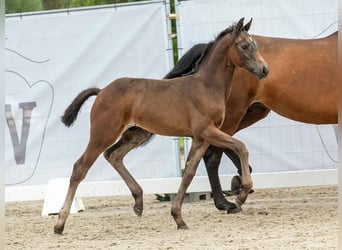 Westfalisk häst, Hingst, Föl (04/2024), Mörkbrun