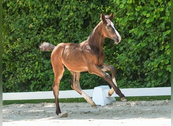 Westfalisk häst, Hingst, Föl (04/2024), Mörkbrun