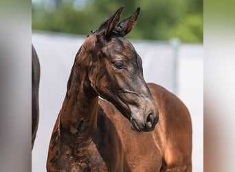 Westfalisk häst, Hingst, Föl (06/2024), Mörkbrun