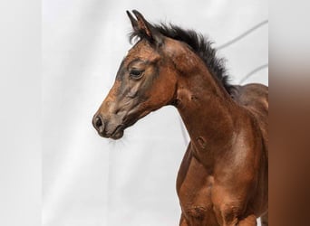 Westfalisk häst, Hingst, Föl (04/2024), Mörkbrun