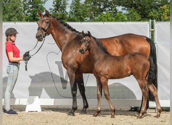 Westfalisk häst, Hingst, Föl (04/2024), Mörkbrun