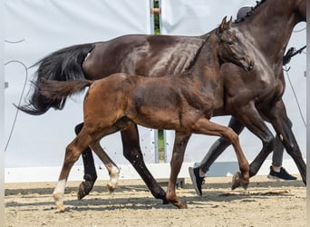 Westfalisk häst, Hingst, Föl (06/2024), Mörkbrun