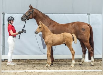 Westfalisk häst, Hingst, Föl (06/2024), Palomino