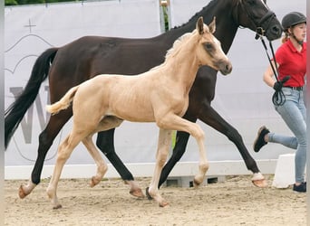 Westfalisk häst, Hingst, Föl (04/2024), Palomino