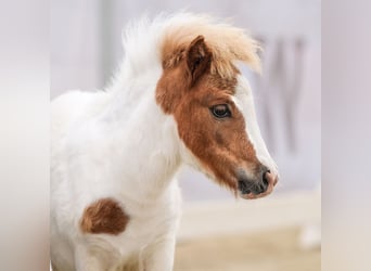 Westfalisk häst, Hingst, Föl (05/2024), Pinto