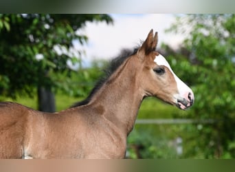 Westfalisk häst, Hingst, Föl (05/2024), Rökfärgad svart