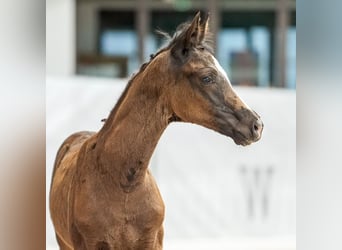 Westfalisk häst, Hingst, Föl (04/2024), Rökfärgad svart