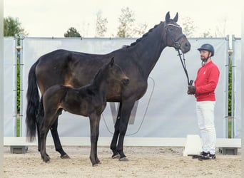 Westfalisk häst, Hingst, Föl (03/2024), Rökfärgad svart